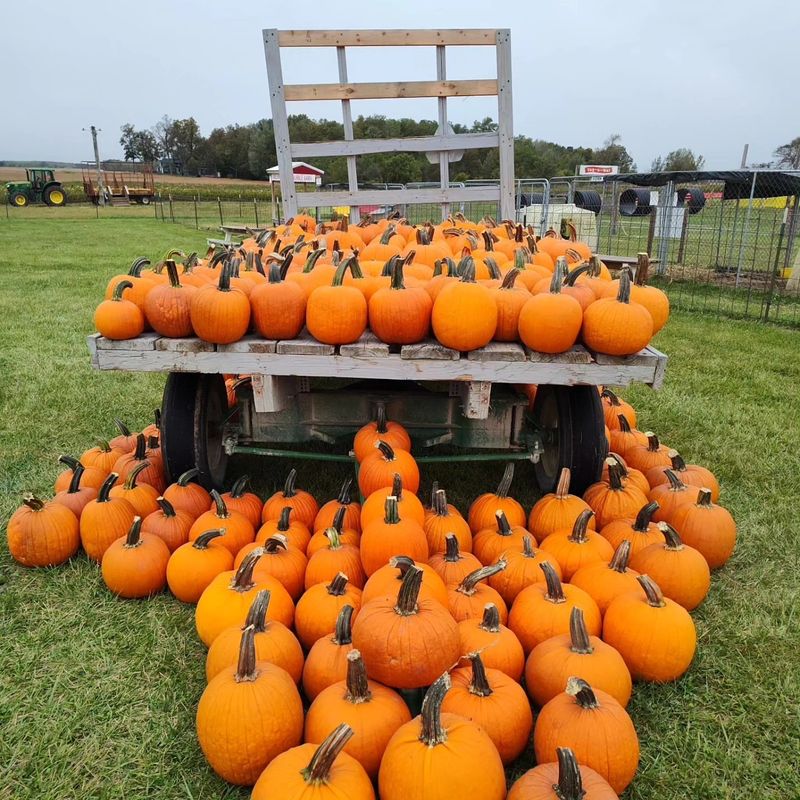 Amazing Fall Fun: Corn Maze Adventures