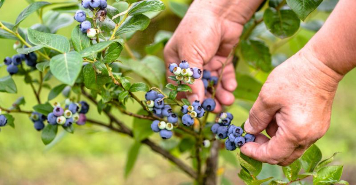 Here’s Where You Can Pick Blueberries In Maine Without Breaking The Rules