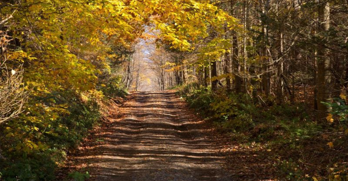 Hidden Forest Trails In New York That Outshine The Crowds Of Watkins Glen