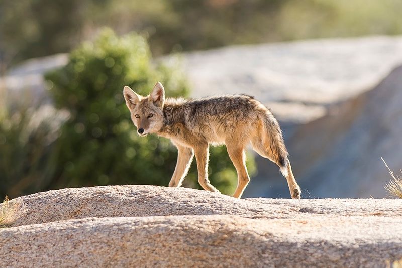 Desert Wildlife Encounters