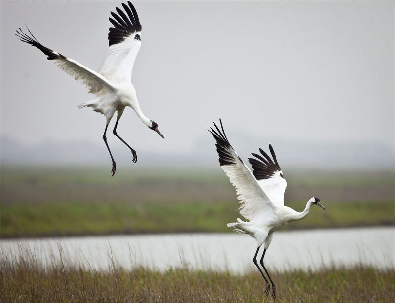 Aransas National Wildlife Refuge: Winter Home of Whooping Cranes