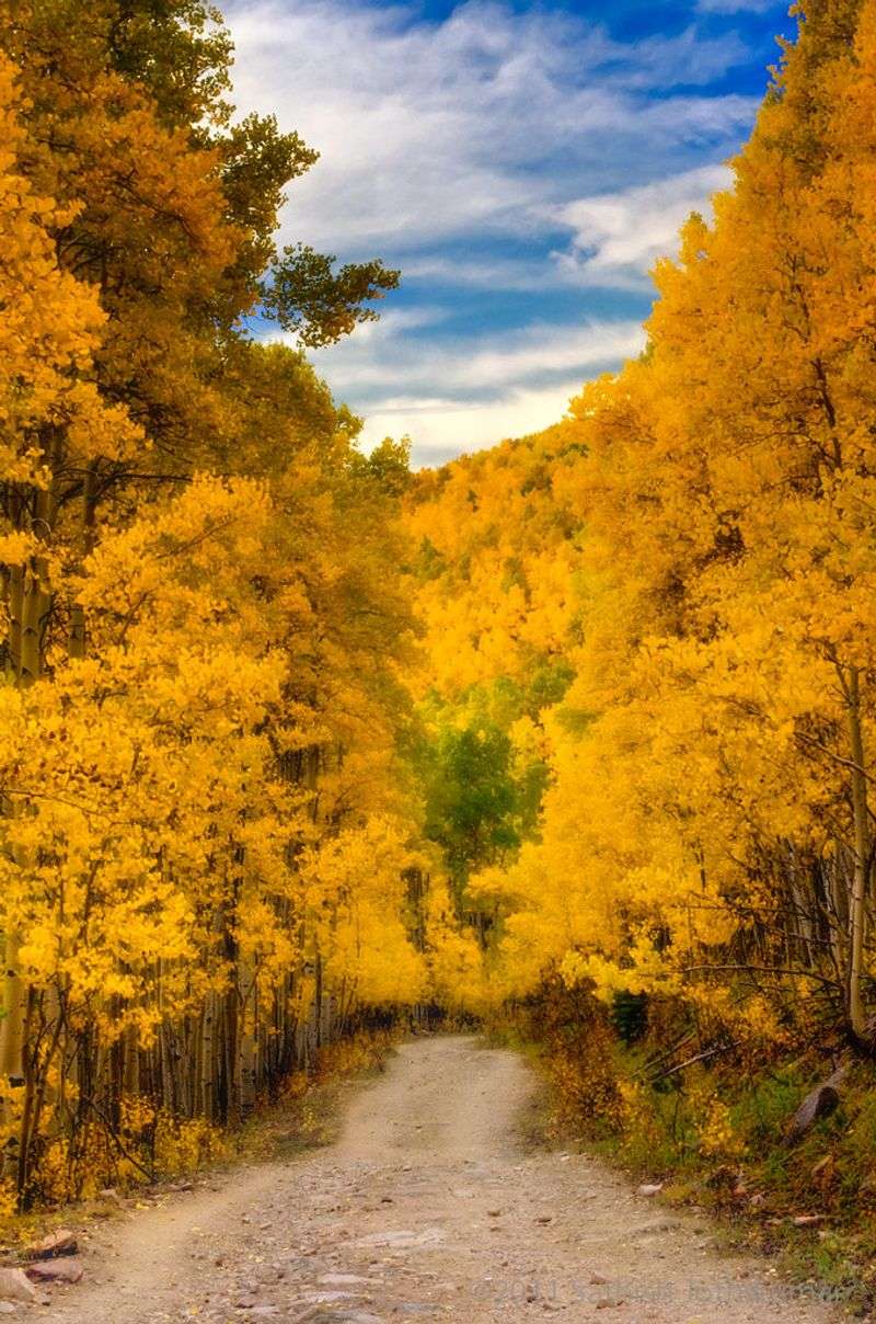 Aspen Vista Trail (Santa Fe National Forest)