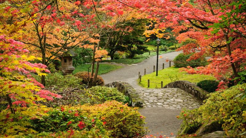Washington Park Arboretum & Seattle Japanese Garden, Oct 15–25