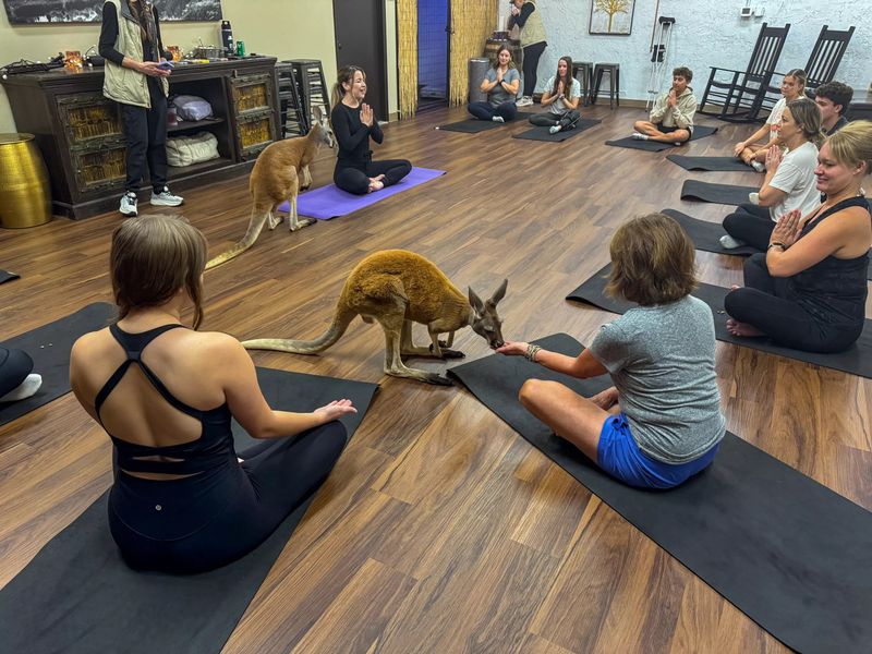 Stretch, Snap, and Say G'Day with Kangaroo Yoga