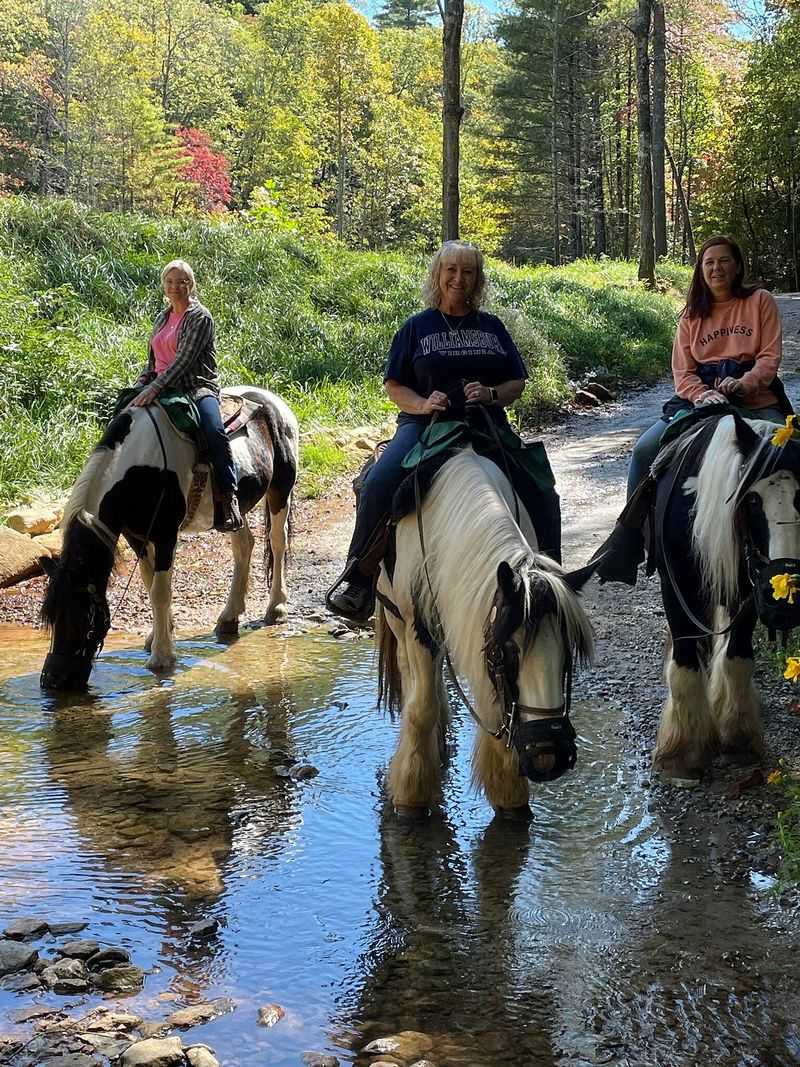 Equine Regulations