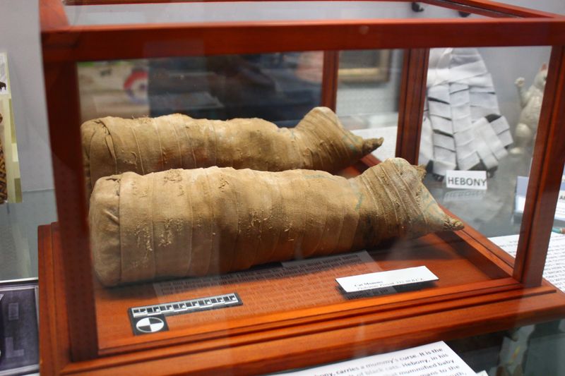 A Treasure Trove of Feline History