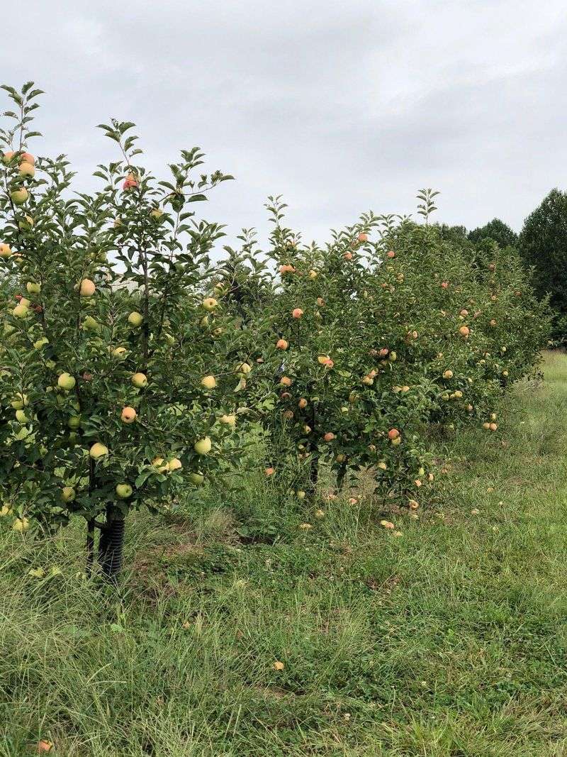 Steele Orchard Near Cullman