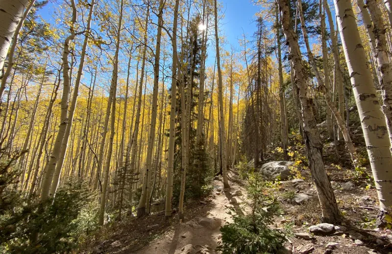 Ancient Forest Corridors