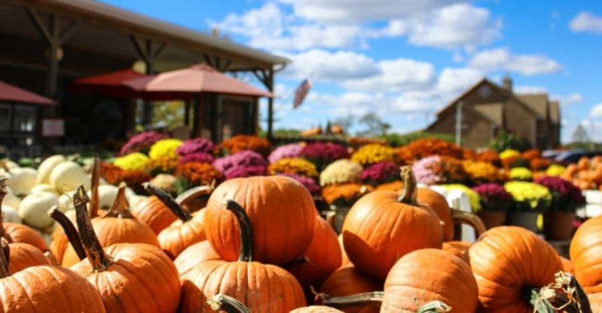 Kentucky’s Top Pumpkin Patches For A Perfect Fall Adventure