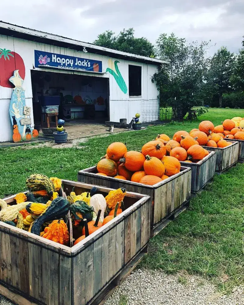 Happy Jack's Pumpkin Farm