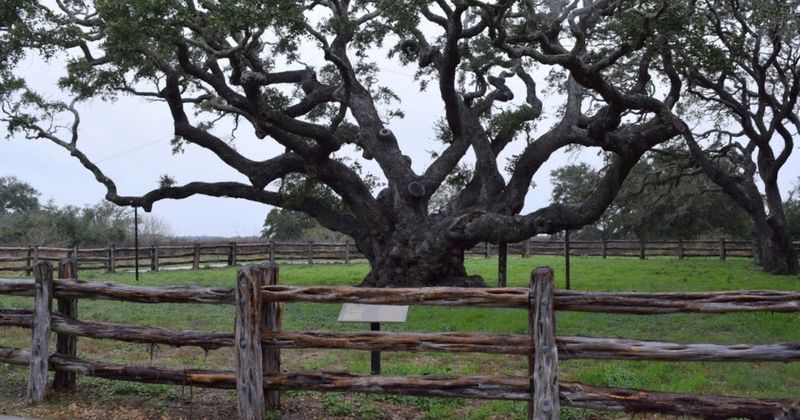Goose Island State Park: The Big Tree and Waterbirds