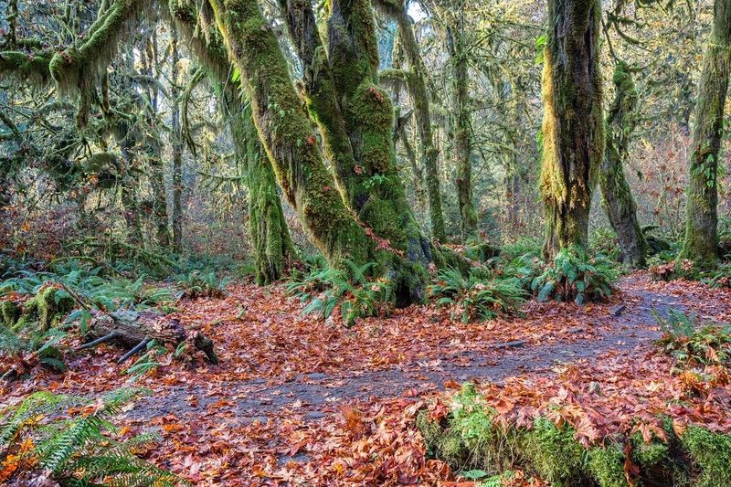 Hoh & Quinault Rain Forests (Olympic Peninsula), Oct 10–25