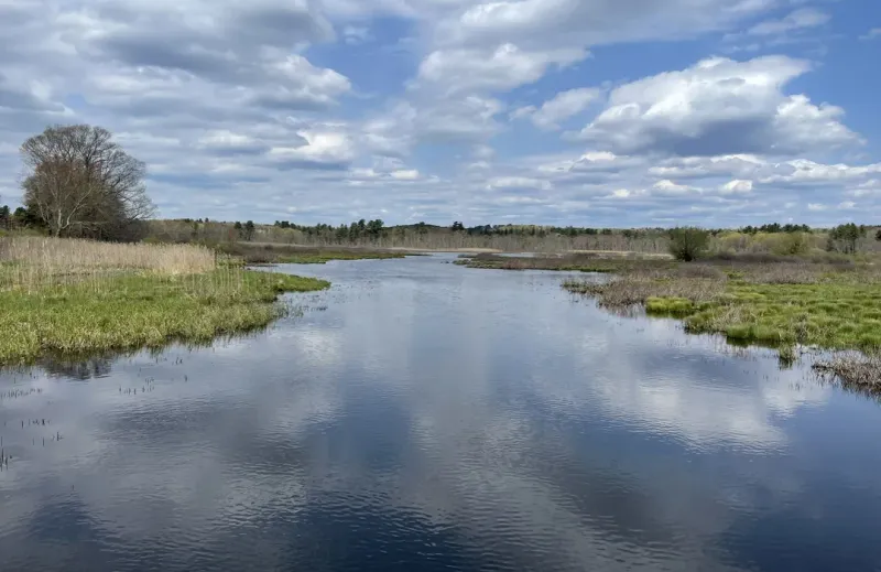 Bantam Lake's Garter Snake Paradise