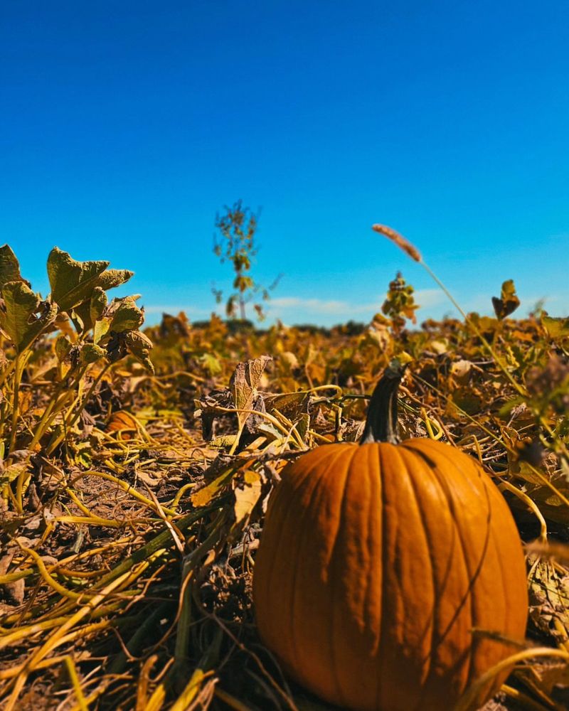 Waterman's Family Farm: Two Locations of Fun