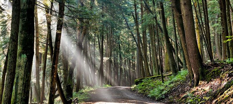 Cook Forest: Towering Pines Paradise