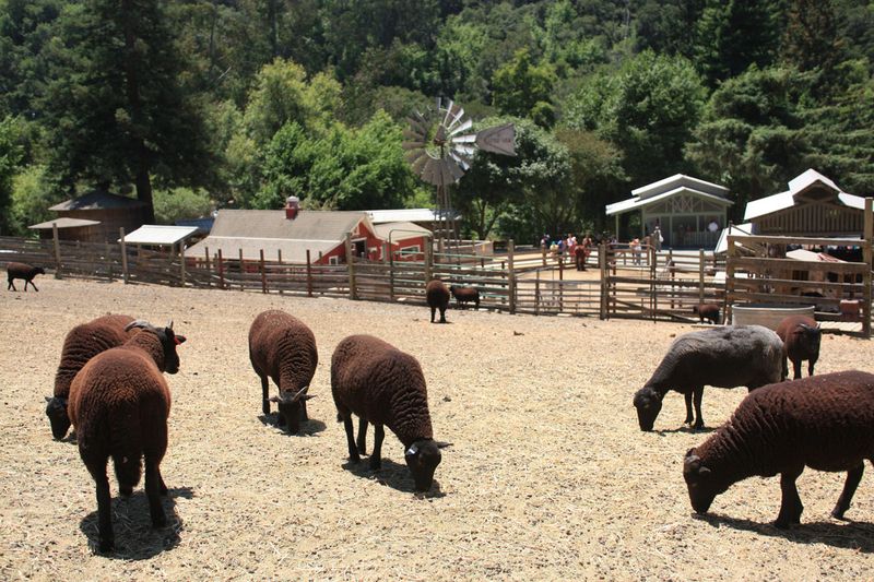 Little Farm at Tilden