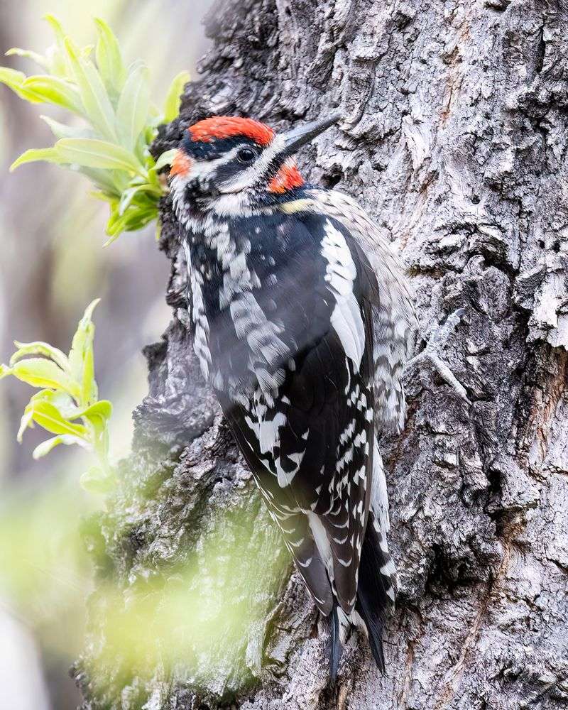 Red-Naped Sapsucker