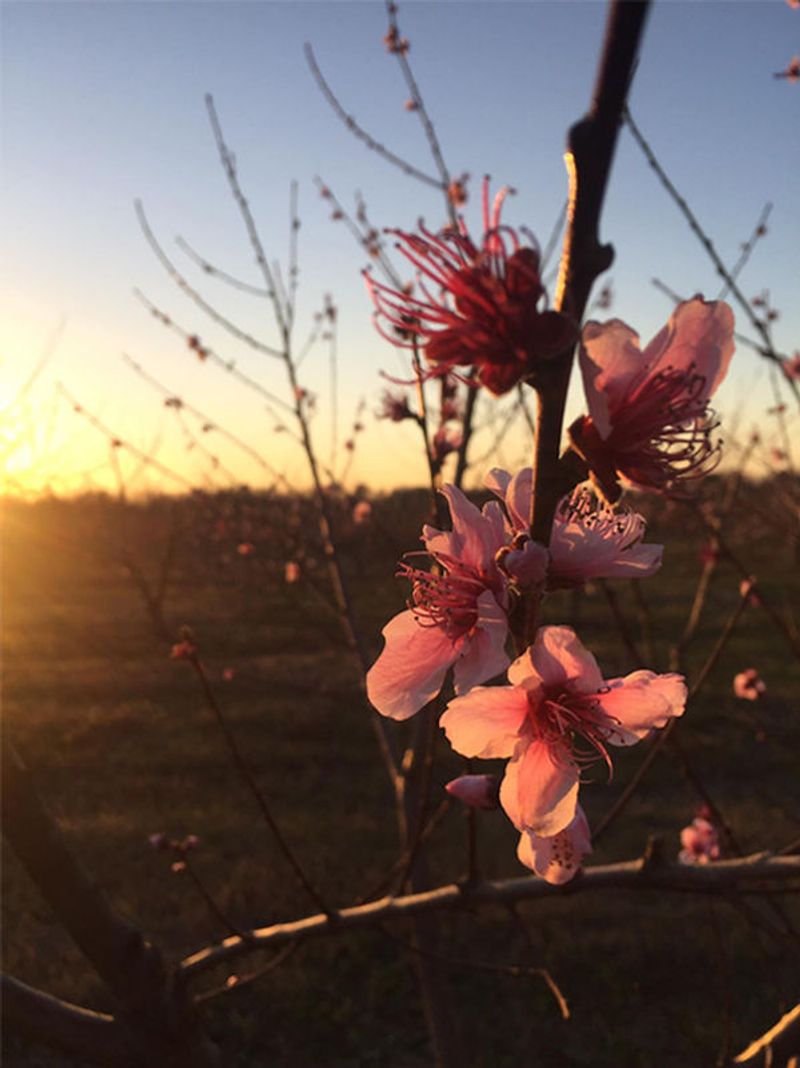 Allman Farms And Orchards In Oneonta