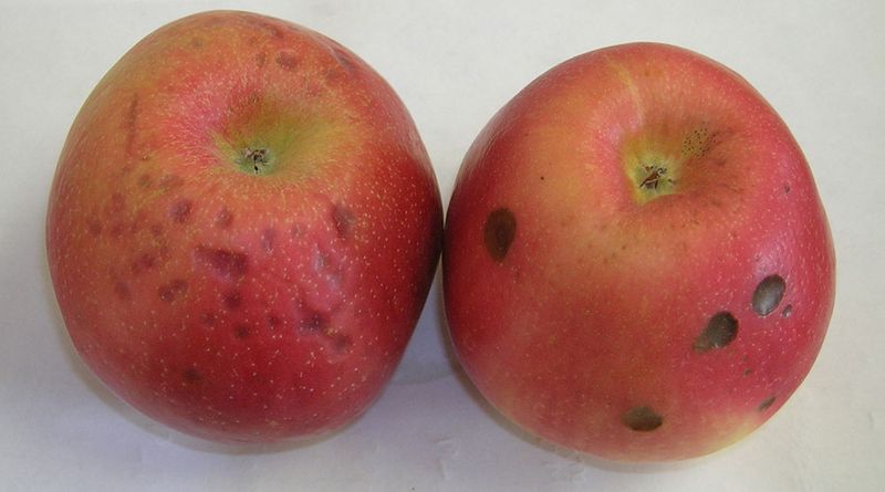 Avoid Soft Spots Bruises And Greasy Skins That Feel Overly Slippery