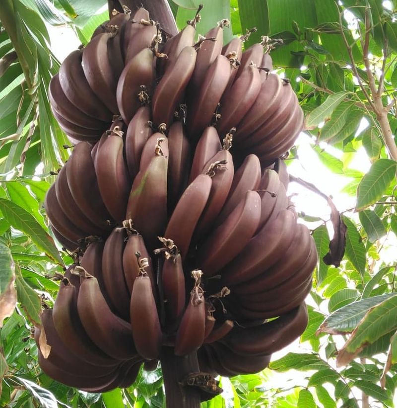 Bananas: Beyond the Grocery Store Variety