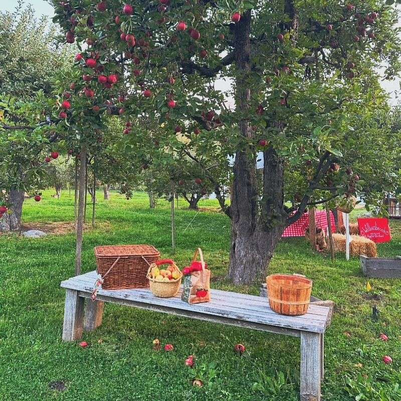 Willowbrook Apple Farm (California)