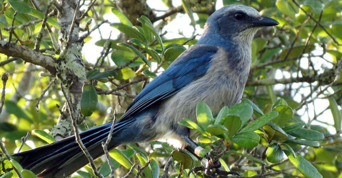 Lyonia Preserve In Deltona, Florida Is A Home To The Rare Florida Scrub-Jay