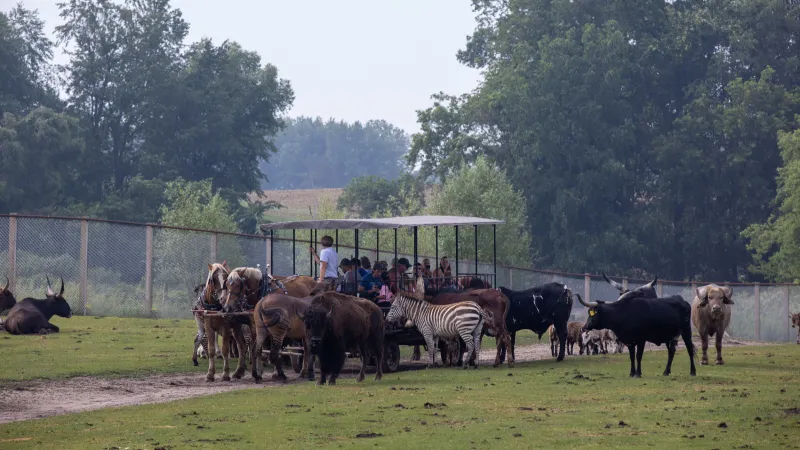 Meet Exotic Animals at Dutch Creek Farm