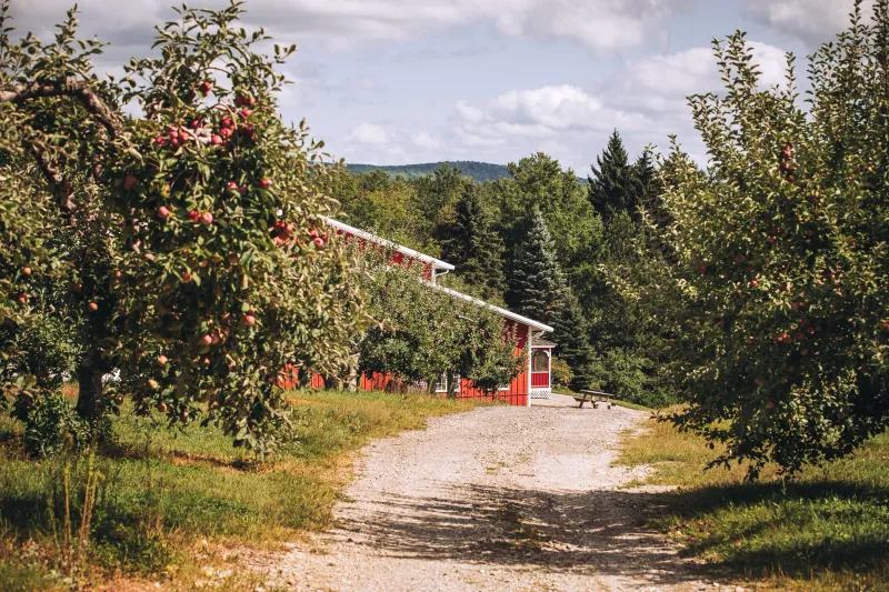 Orchard Adventures That Go Beyond Simple Picking