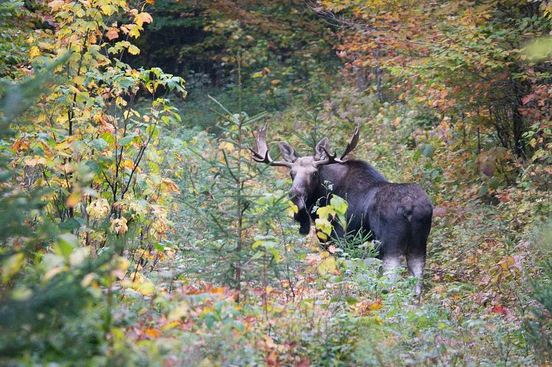 Wildlife Abundance in Protected Habitat