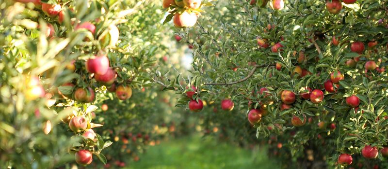 Demarest Farms (New Jersey)