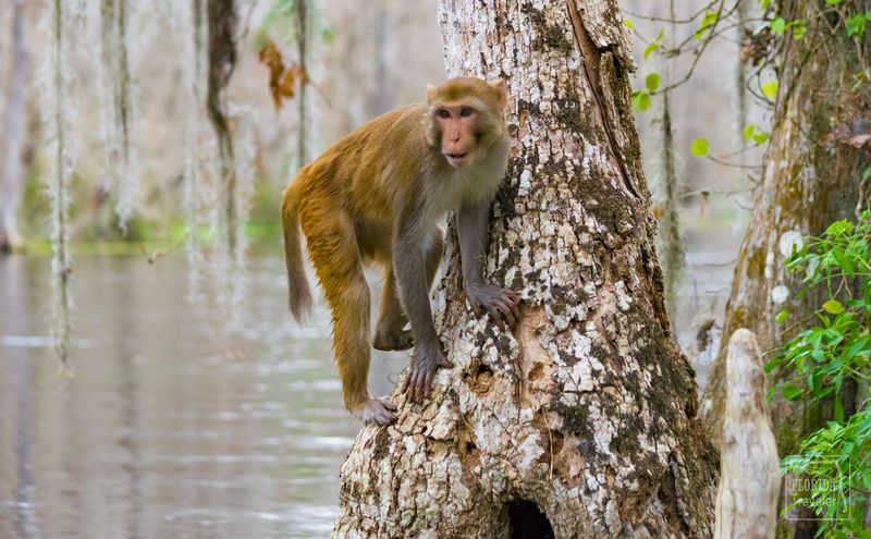 Silver Springs, Home To Wild Monkeys