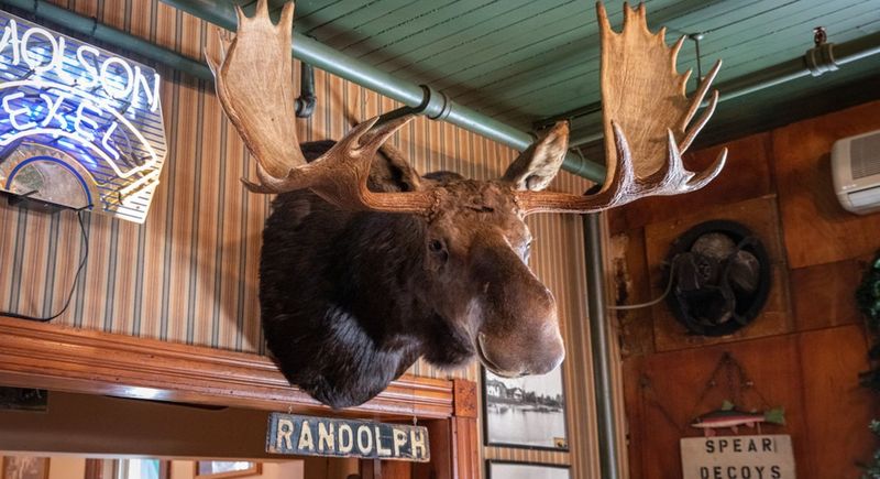 Moose Kissing Tradition