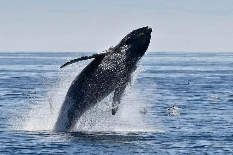 Santa Barbara Channel / Channel Islands, California