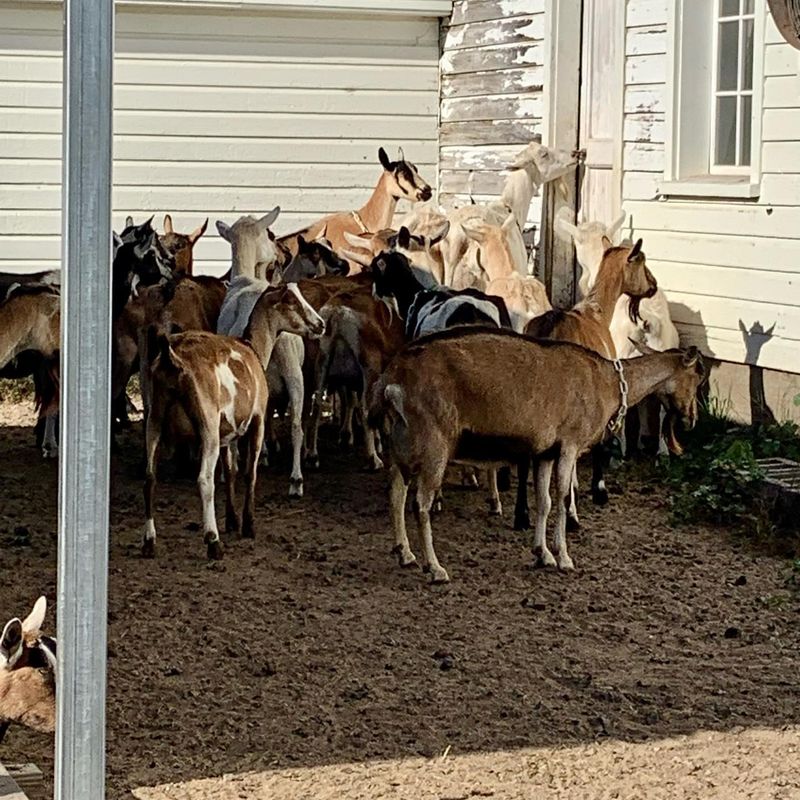 Asgaard Farm And Dairy