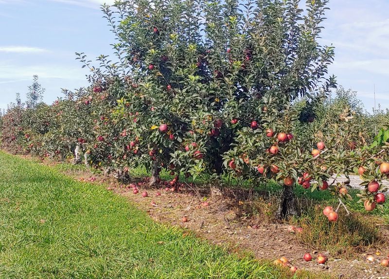 Crow Mountain Orchard In Fackler