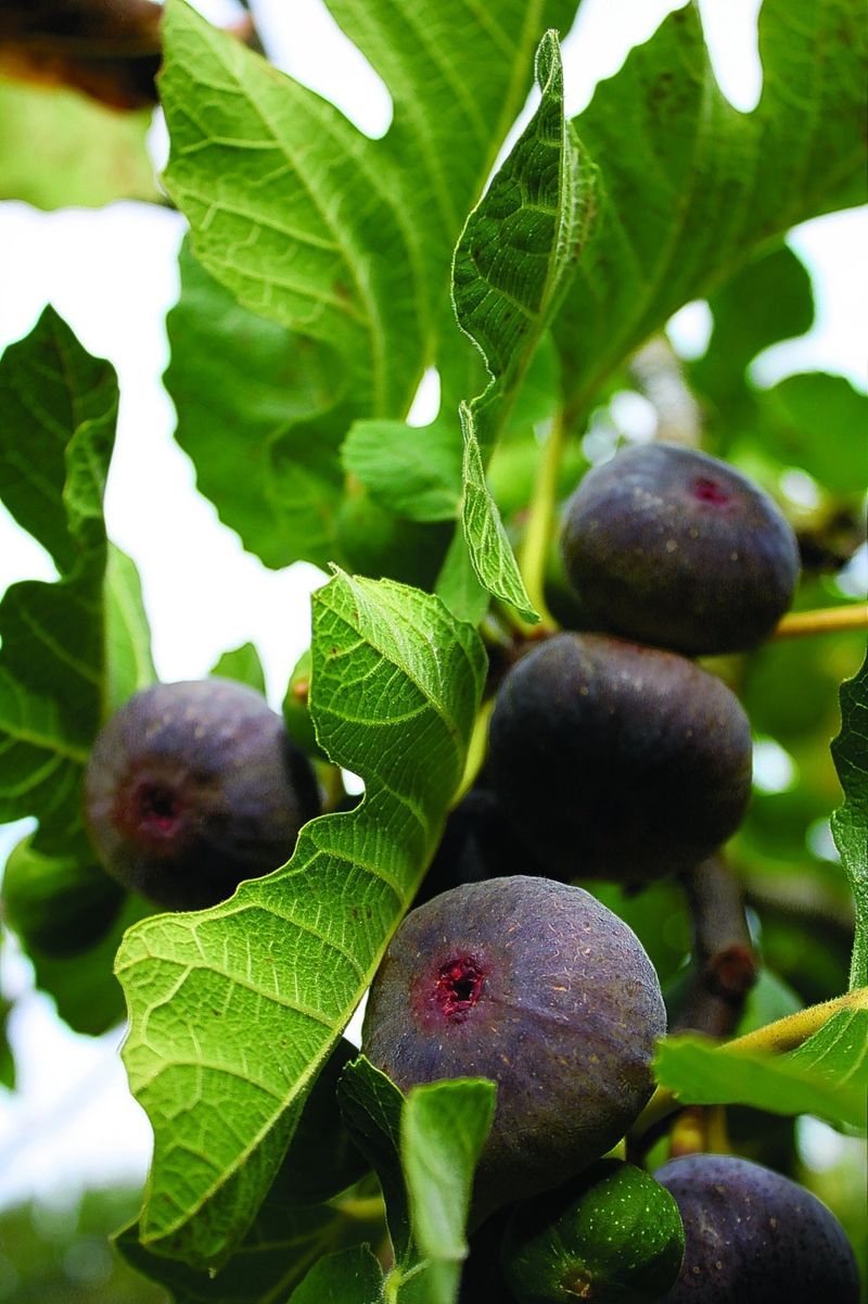 Figs