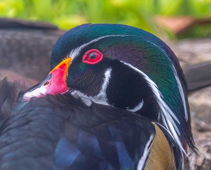 Seasonal Wildlife Spectacles