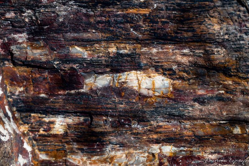 Ancient Petrified Wood Logs