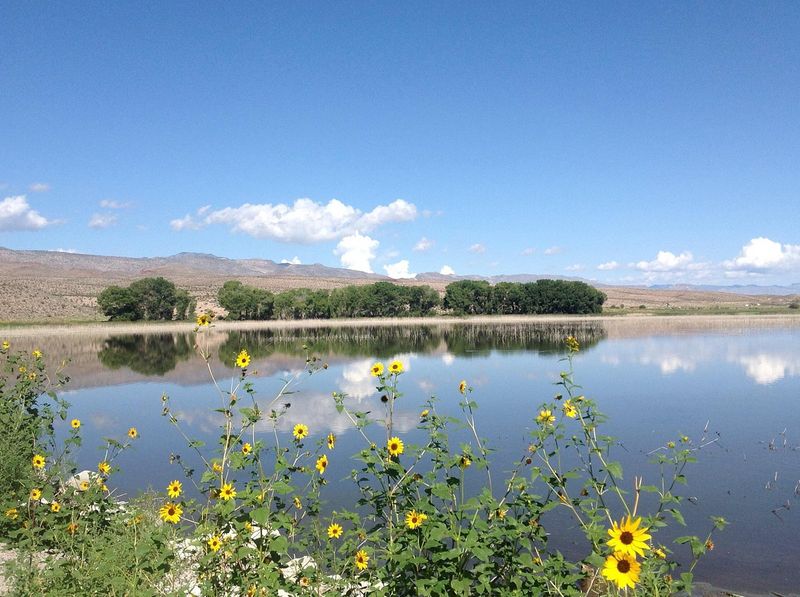 Find Desert Oasis at Pahranagat National Wildlife Refuge