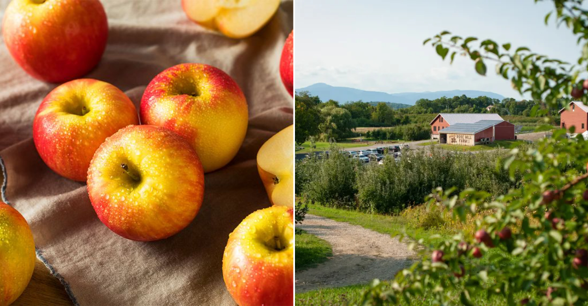 things to know about honeycrisp apples