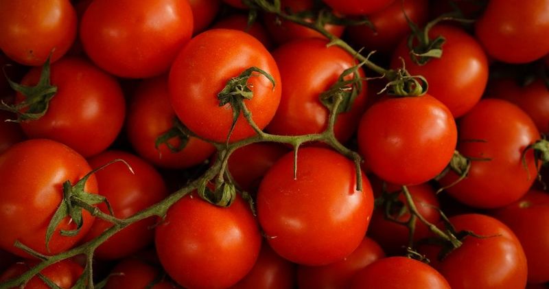 New Jersey Tomatoes: Lycopene Powerhouses