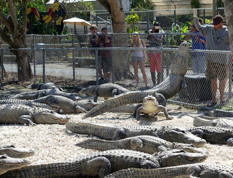 Everglades Alligator Farm (Homestead)
