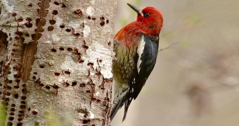 Red-Breasted Sapsucker