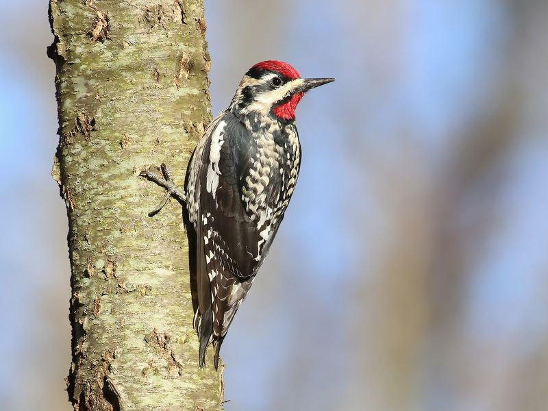 Yellow-Bellied Sapsucker