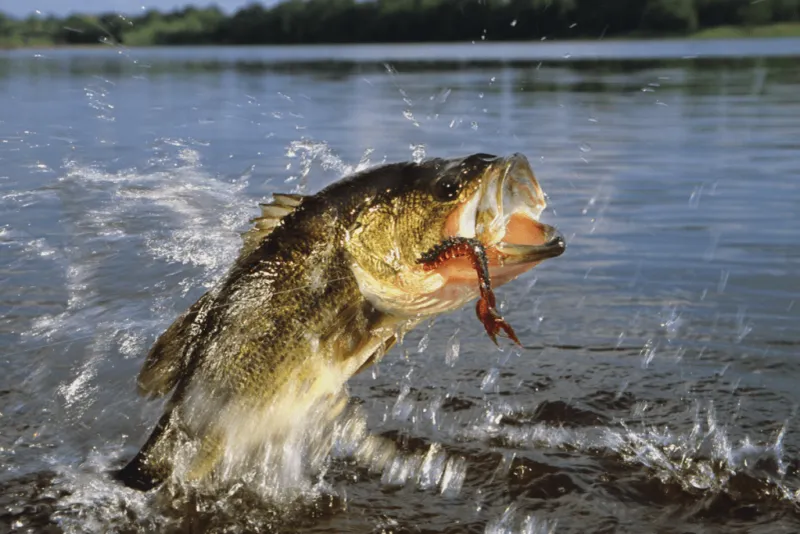 Lake Fork