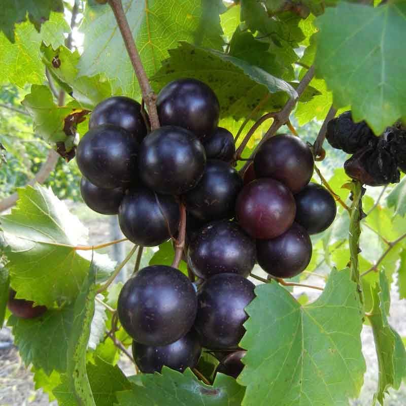 Muscadines