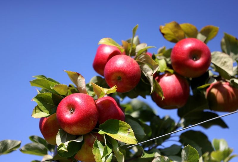 Choose Firm Apples With Bright Color And A Loud Snap When Pressed