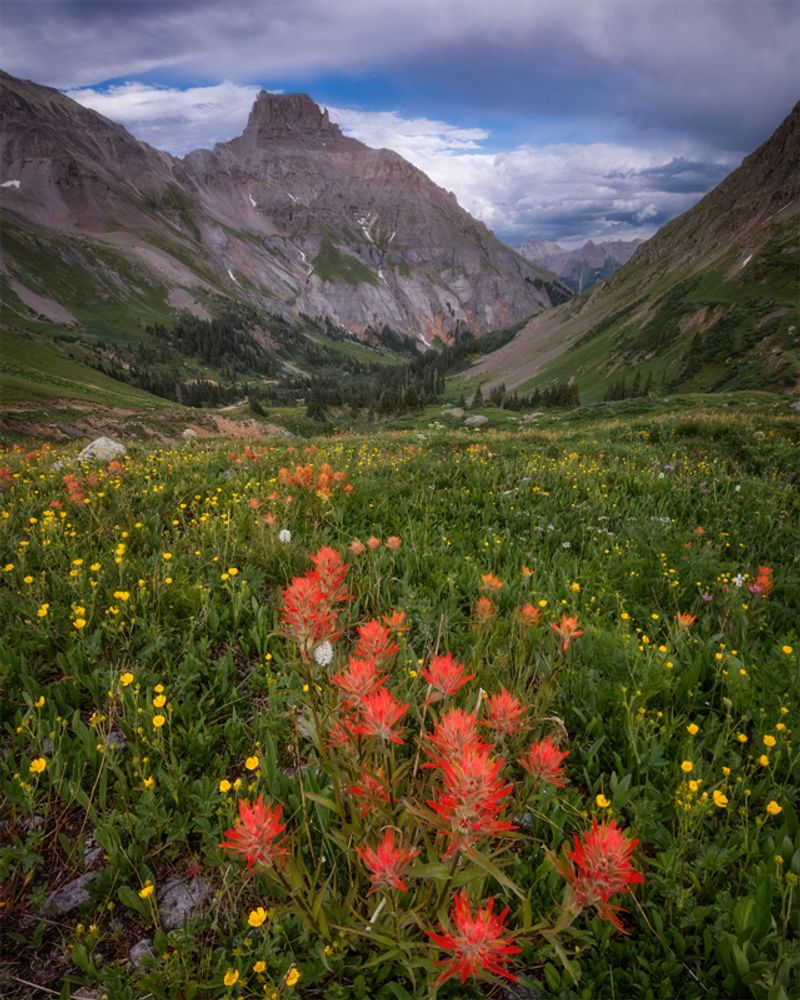 Yankee Boy Basin: Wildflower Paradise