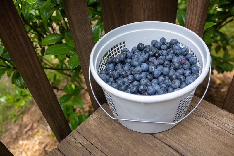 Blueberries