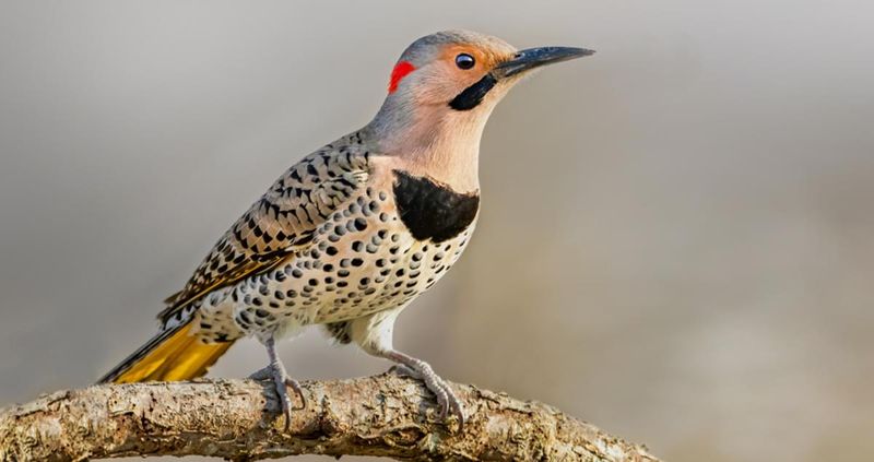 Northern Flicker (Yellow-Shafted)